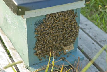 Nucléus Abeilles Nucs Reine Abeille Miel de la Garde